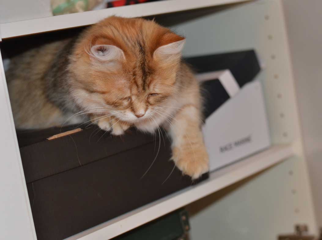 sibirisk katt Uni